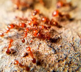 How To Permanently Get Rid Of Fire Ants In Your Yard