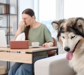 What Are The Most Common Household Allergens?