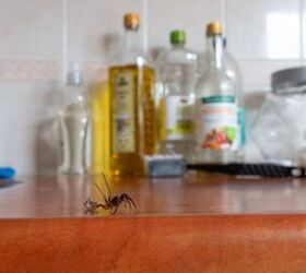 Most Common Household Bugs (And How To Keep Them Out Of Your House)