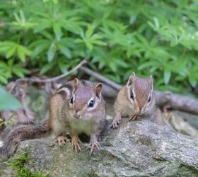 13 Reasons There Are So Many Fresh Holes In Your Yard