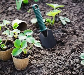 Tips To Ensure Your New Seedlings Thrive This Spring