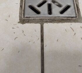 Why Are There Worms In My Shower?