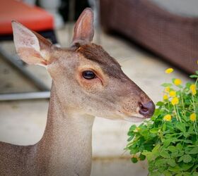 How To Tell What's Eating My Plants