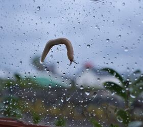 Pests That Appear After A Heavy Rain (And How To Get Rid Of Them)