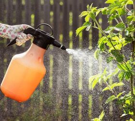 How To Get Rid Of Aphids