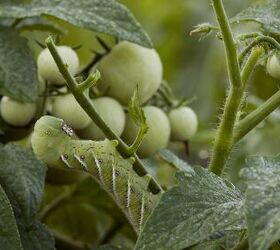 How To Protect Tomato Plants From Hornworms