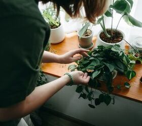 Eight Common Indoor Plant Pests