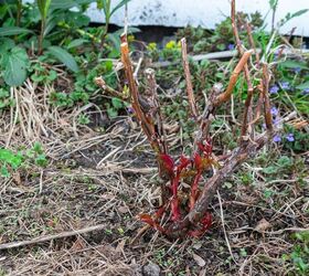 How To Know Your Perennials Didn’t Survive The Winter