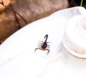 How To Deal With Scorpions In The Home