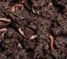 Why Are Earthworms Good For Gardens?