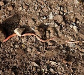How To Attract Worms To Your Garden