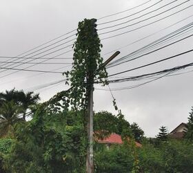 Should I Remove Vines From Power Lines?