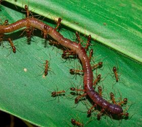 How To Protect Earthworms From Ants