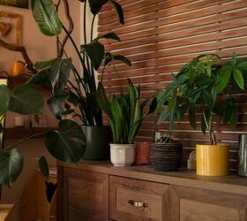 Tropical Plants You Can Grow Anywhere