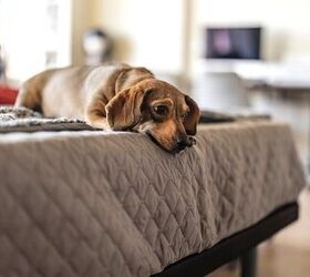Can A Landlord Change Their Mind About Pets?