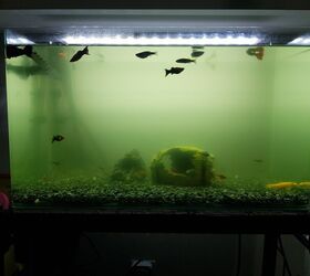 How To Recycle Dirty Fish Tank Water