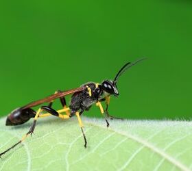 What Attracts Mud Daubers To Your House?