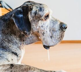 My House Smells Like Wet Dog: What To Do