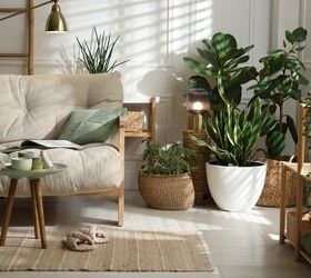 Do Houseplants Attract Bugs?