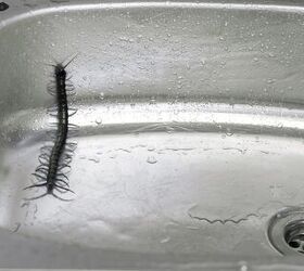 What Attracts Centipedes In The House?