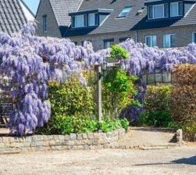 Plants In Your Yard That Can Cause Severe Allergies
