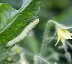 Pests That Eat Garden Vegetables (And How To Keep Them Away)