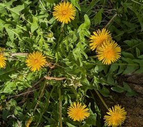 Why Do I Still Have Weeds In My Yard?