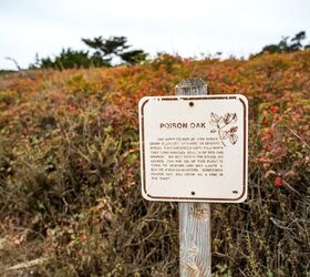 How To Stop Poison Oak From Growing Back