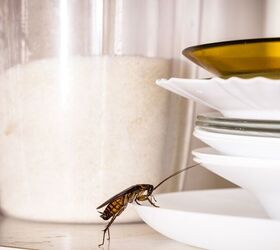 Common Summer Pest Control Issues To Watch For