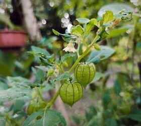 10 Unique And Exotic Plants You Can Grow In Your Vegetable Garden