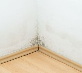 Can My Landlord Blame Me For Mold?