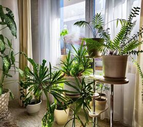 Does Climate Zone Affect Indoor Plant Growth?