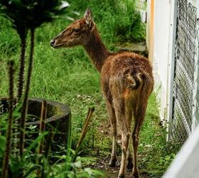 How To Certify Your House As A Wildlife Habitat
