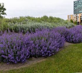 Plants That Repel Ticks