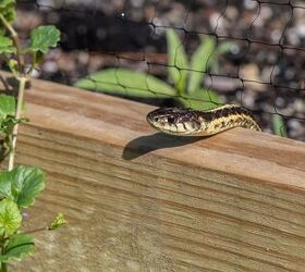 10 Plants That Repel Snakes