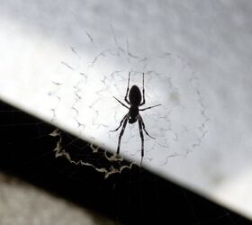 Why Are There So Many Spiders In My House In The Summer?