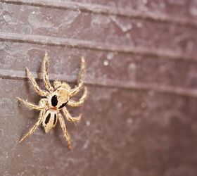 Should I Be Scared Of Brown Recluse Spiders?