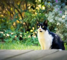 Ways To Keep Your Neighbor's Cat Out Of Your Yard