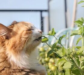 Will Growing Catnip Attract Cats?