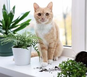 How To Keep Your Cat Out Of Your Houseplants