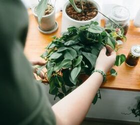 How To Quarantine New Plants