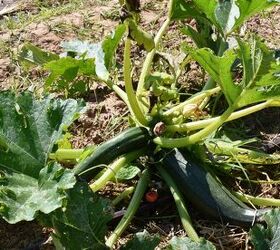 Herbs, Fruits, And Vegetables That Can Take Over Your Yard