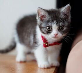 How To Prepare Your House For A Kitten