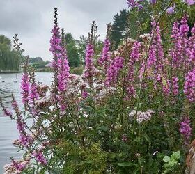 Invasive Plants Every Homeowner Should Know About