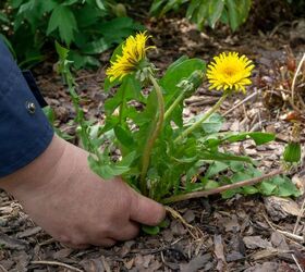 Annual Versus Perennial Weeds