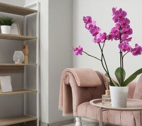 The Best Method For Choosing The Right Orchid For Your Home